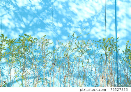 A light blue wall that reflects the shadow of fresh green A light blue wall that reflects the shadow of fresh green 76527853