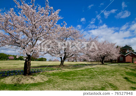 Sakura in Torimiyama Park (Kagamiishi Town, Fukushima Prefecture) Sakura in Torimiyama Park (Kagamiishi Town, Fukushima Prefecture) 76527948