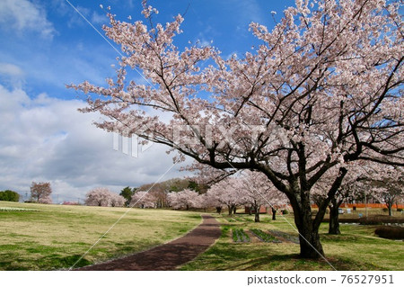 鳥見山公園的櫻花（福島縣鏡石町） 76527951