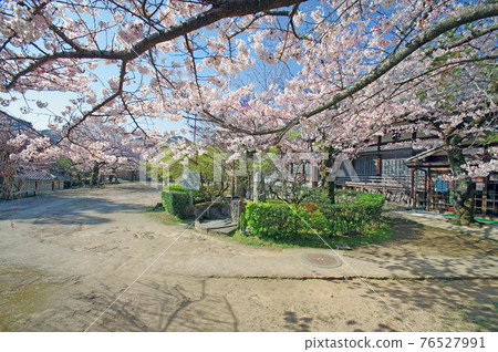 Sakura and Hodo in the precincts of Kozanji Temple in Shimonoseki City, Yamaguchi Prefecture 76527991