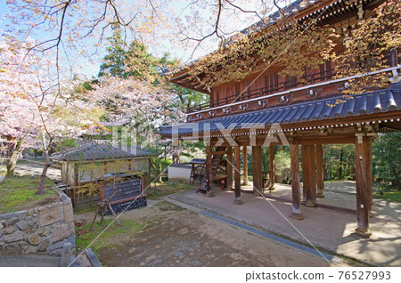 Sightseeing spots in Shimonoseki Sakura and Sanmon in the precincts of Kozanji Sightseeing spots in Shimonoseki Sakura and Sanmon in the precincts of Kozanji 76527993