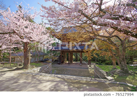 Sightseeing spots in Shimonoseki City Mayor Sakura and Sanmon in the precincts of Kozanji Temple 76527994