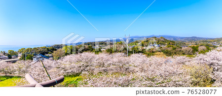 竹崎城展望台的櫻花全景[佐賀縣富士通區多良町] 76528077