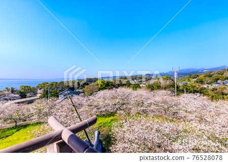竹崎城展望台的櫻花【佐賀縣富士通區多良町】 76528078