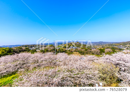 竹崎城展望台的櫻花【佐賀縣富士通區多良町】 76528079