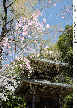 Nyoirinji Temple Tahoto and Sakura (Yoshino Town, Yoshino District, Nara Prefecture) 76528159