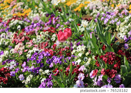 Tulip 76528182