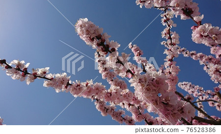 Blue sky, contrails and apricot flowers 76528386