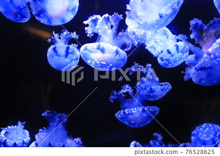 jellyfish floating in the sea 76528625