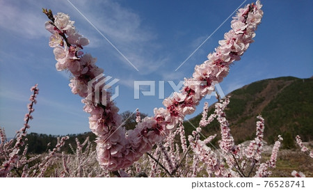 Anzu flower that shines in the blue sky 76528741