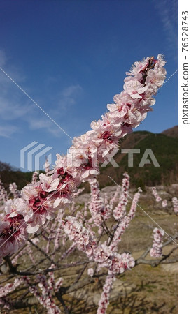 Anzu flower that shines in the blue sky 76528743