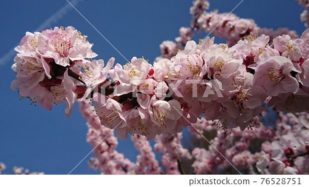 映襯在藍天下的安祖花 76528751