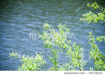 Fresh green on the surface of the water Fresh green on the surface of the water 76528820
