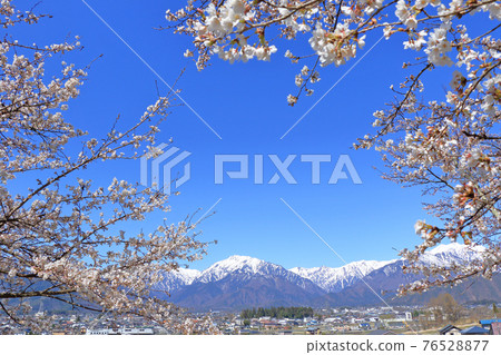 Spring cherry blossoms in Shinano Omachi and the Northern Alps Spring cherry blossoms in Shinano Omachi and the Northern Alps 76528877