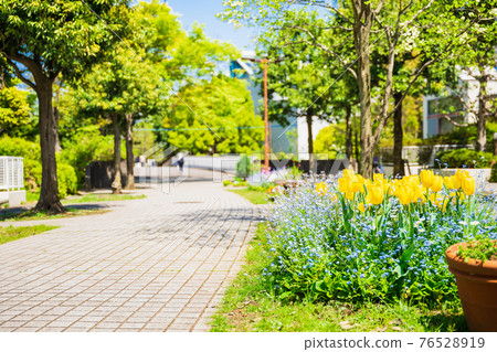 Quiet residential area Tulip flowerbed on the living road 76528919