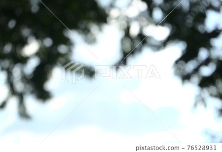 Natural blurry silhouette of leaves, plant, under the tree abstract texture bokeh background. Low angle, horizontal image style. 76528931
