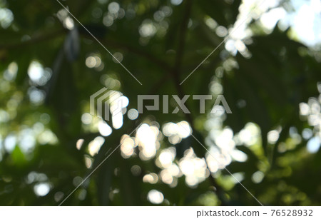 Natural leaves, plant, under the tree abstract texture bokeh background. Low angle, horizontal style. Natural leaves, plant, under the tree abstract texture bokeh background. Low angle, horizontal style. 76528932