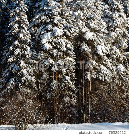 Russian winter forest beautiful landscape 76529612