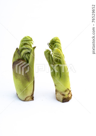 龍牙屬 elata 春季野生植物 龍牙屬 elata 春季野生植物 76529652