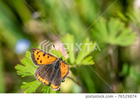 Lycaena phlaeas 76529874