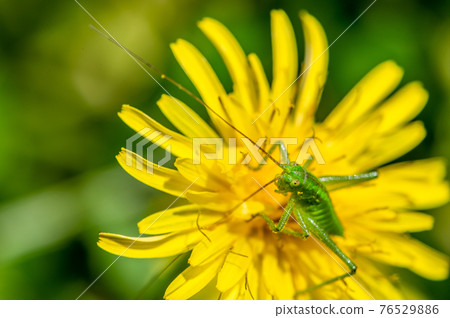 Yabkiri larva 76529886