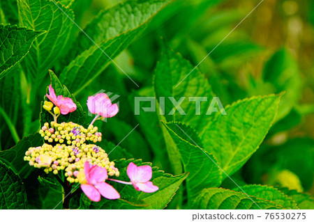 hydrangea hydrangea 76530275
