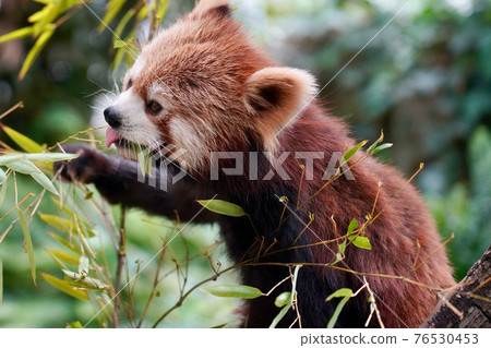 Lesser panda Lesser panda 76530453