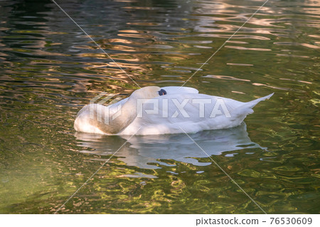 A graceful white swan swimming on a lake with dark green water. The white swan is reflected in the water A graceful white swan swimming on a lake with dark green water. The white swan is reflected in the water 76530609