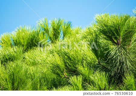 Green pine tree with long needles on a background of blue sky. Freshness, nature, concept. Pinus pinea 76530610