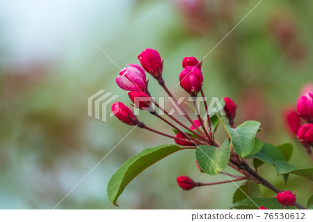 Fresh pink flowers of a blossoming apple tree with blured background 76530612