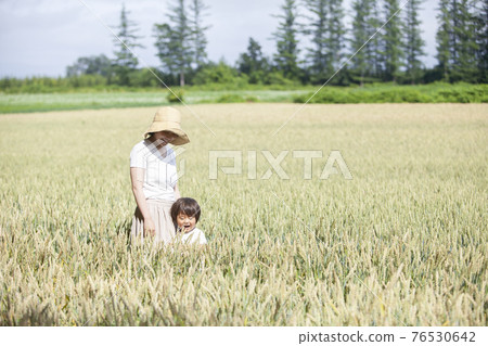 Parent and child playing in wheat field 76530642