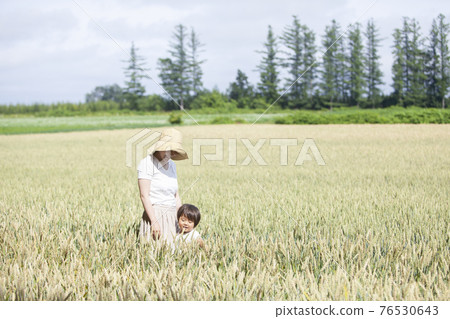 Parent and child playing in wheat field 76530643