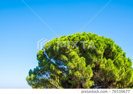 Green pine tree with long needles on a background of blue sky. Freshness, nature, concept. Pinus pinea 76530677