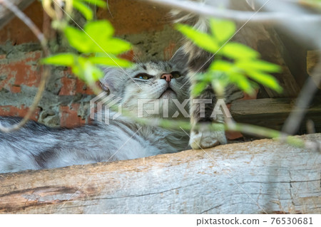 Adorable street cat on brick grunge fence wall background in sunny spring or summer day 76530681