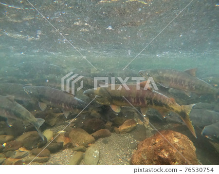 知床三文魚、粉紅三文魚跑起來 知床三文魚、粉紅三文魚跑起來 76530754