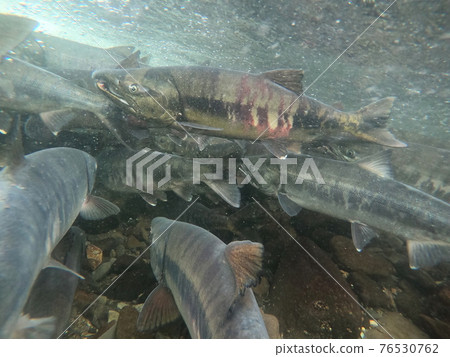 知床三文魚、粉紅三文魚跑起來 76530762