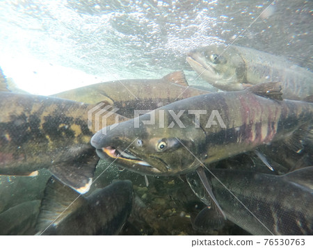 Shiretoko salmon, pink salmon run up 76530763