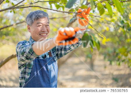 senior man in the garden 76530765