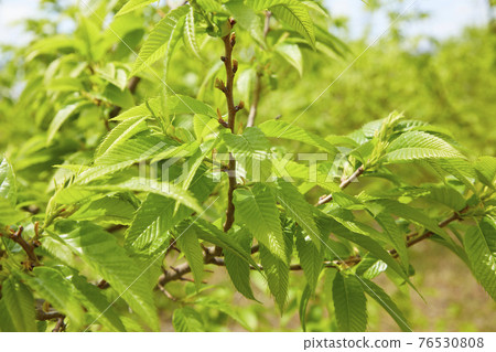 板栗樹幼葉 76530808