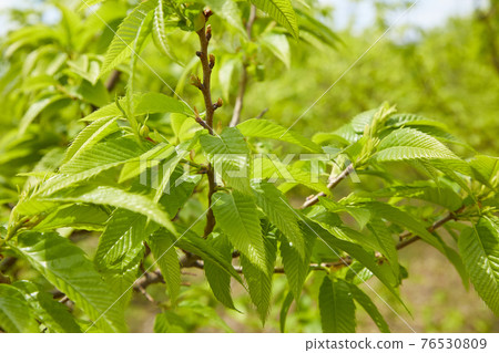 板栗樹幼葉 76530809