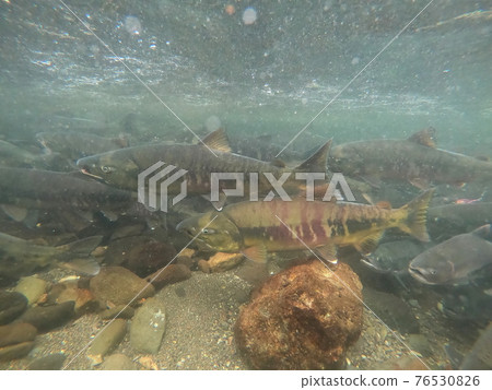 知床三文魚、粉紅三文魚跑起來 知床三文魚、粉紅三文魚跑起來 76530826