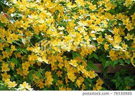 Yamaboki（Yamabuki） 76530980