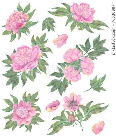 Design set with floral arrangements of beautiful peony flowers isolated on white. Hand drawn watercolor illustration, season summer and spring concept 76530997