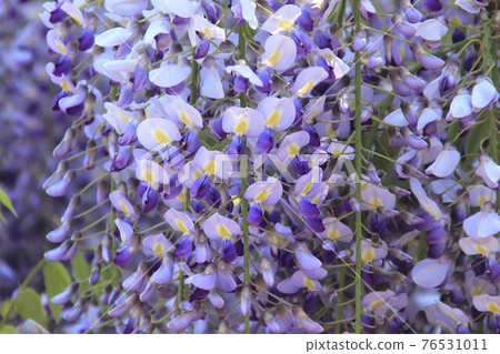 Purple wisteria flower 76531011