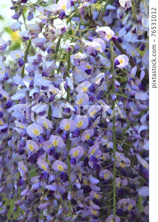 Purple wisteria flower 76531012
