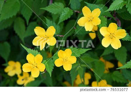 Yamaboki（Yamabuki） 76531077