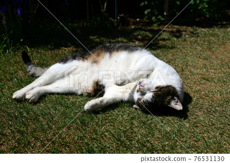 Around Nyanko. It feels good. Let's smell it. Cat image material 76531130