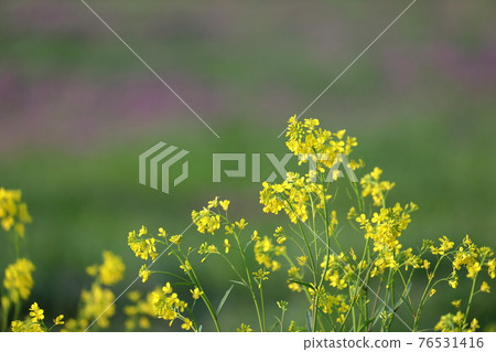 Spring-like scenery of beautiful yellow rape blossoms in the setting sun Spring-like scenery of beautiful yellow rape blossoms in the setting sun 76531416