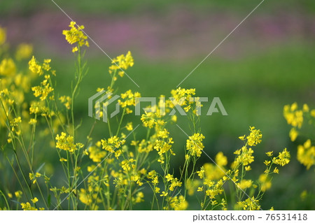Spring-like scenery of beautiful yellow rape blossoms in the setting sun Spring-like scenery of beautiful yellow rape blossoms in the setting sun 76531418