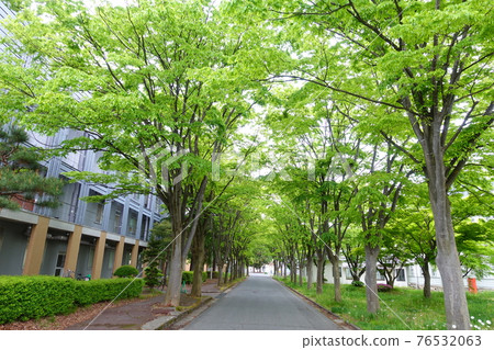 原米澤高等技術學校本館山形大學工學部並木櫸樹 76532063